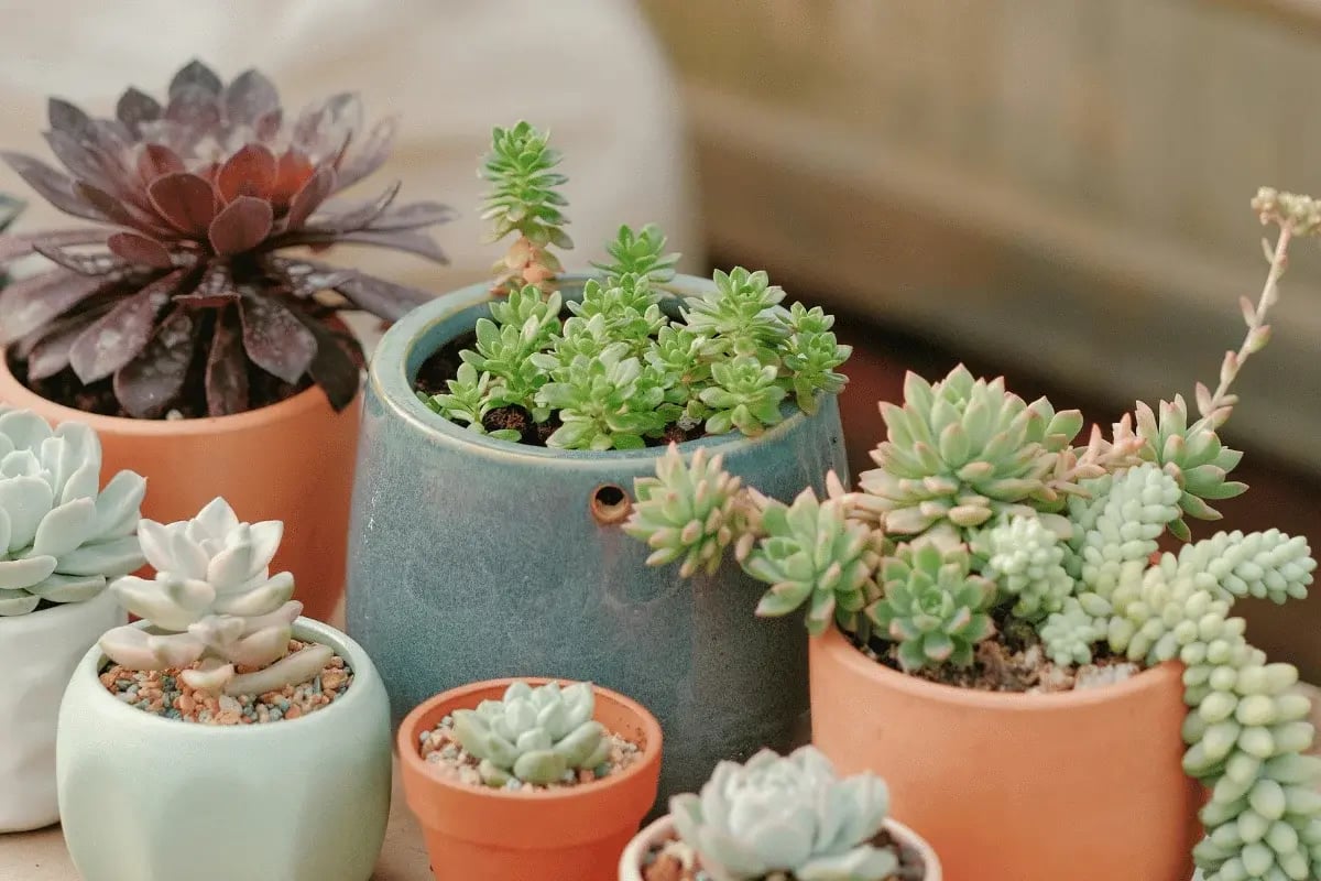 Assorted succulents in colorful ceramic pots on a table.